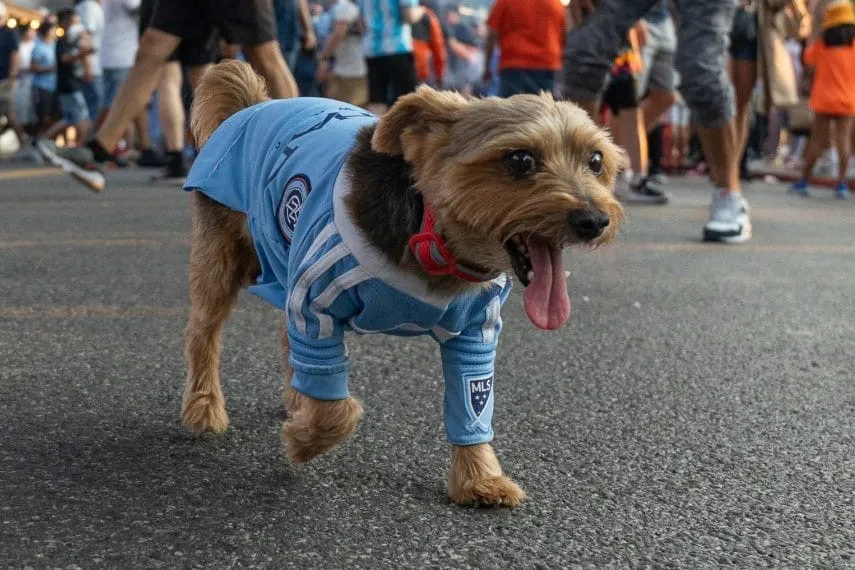 Game Day Hub: NYCFC vs New Jersey at Yankee Soccer Stadium